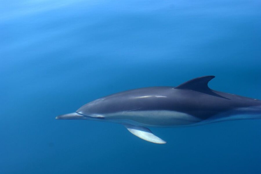 Dolphin Safari and Cave Tour in Vilamoura - Who will enjoy this most?