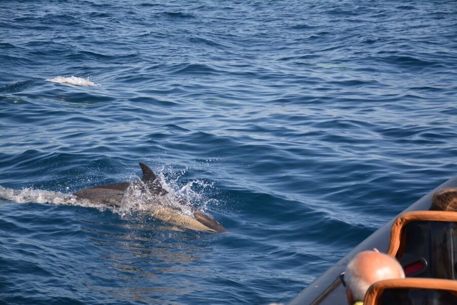 Dolphin Safari and Cave Tour in Vilamoura - Should you book the Vilamoura dolphin and cave tour?