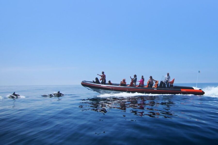 Dolphin Safari and Cave Tour in Vilamoura - Caves and rock formations along the coast