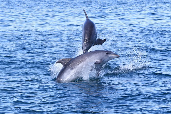Dolphin Search - Dolphin Quest - Searching the Algarve coast for dolphins