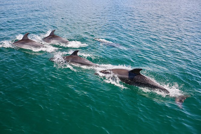 Dolphin Search - Dolphin Quest - The boat, comfort, and onboard facilities