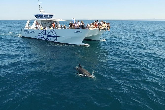 Dolphin Search - Dolphin Quest - What the crew adds to the experience