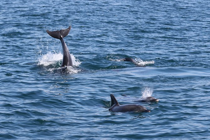 Dolphin Search - Dolphin Quest - Is the $47.21 price good value?