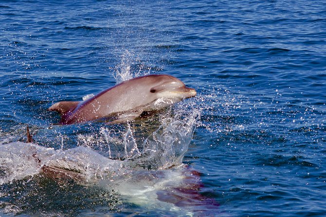 Dolphin Search - Dolphin Quest - Best for families, older passengers, and animal lovers