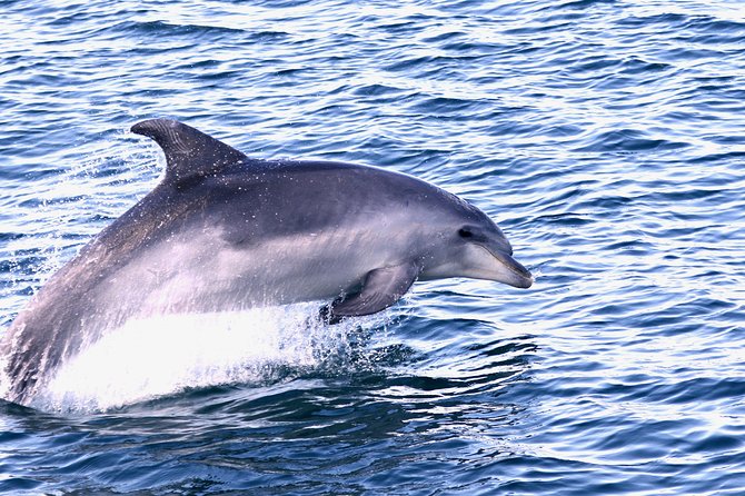 Dolphin Search - Dolphin Quest - Weather, cancellation, and planning advice