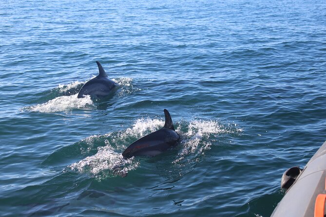 Dolphin Watching + 2 Islands Tour - From Faro - Ilha Deserta, Barreta Island, and clear water