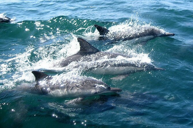 Dolphin Watching + 2 Islands Tour - From Faro - How the small-group format changes the trip