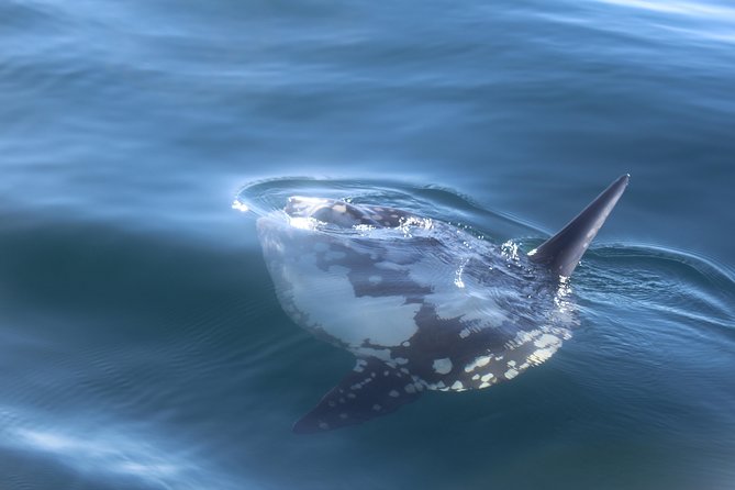 Dolphin Watching + 2 Islands Tour - From Faro - Is $72.59 good value?