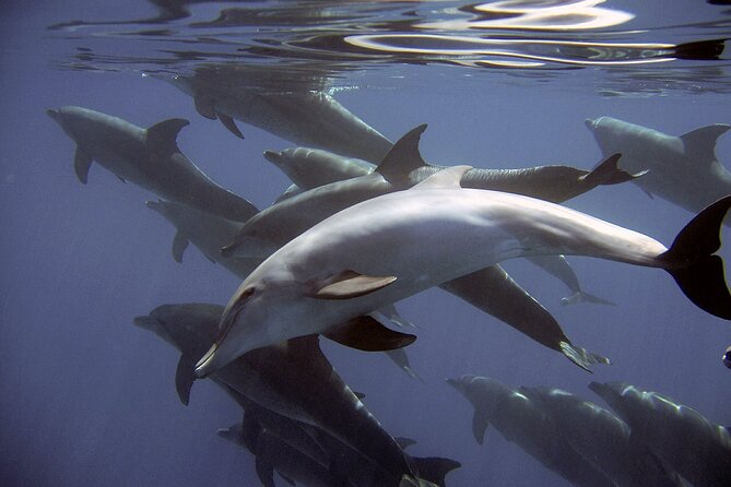Dolphin Watching + 2 Islands Tour - From Faro - Weather, comfort, and practical limits