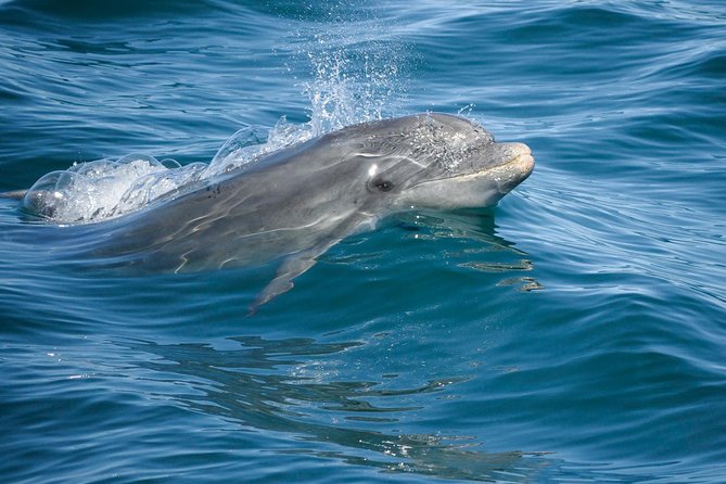 Dolphin Watching and Cave Boat Cruise from Albufeira - What this Albufeira dolphin and cave cruise actually offers