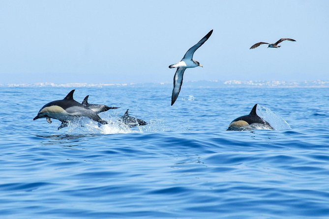 Dolphin Watching and Cave Boat Cruise from Albufeira - Is the $35 price good value?