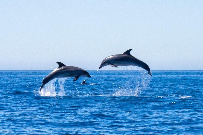 Dolphin Watching from Lagos with Marine Biologists - A fast start from Lagos Train Station