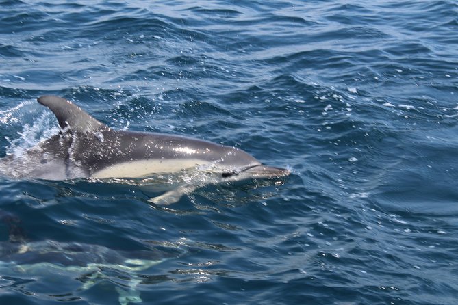 Dolphin Watching from Lagos with Marine Biologists - Why the small RIB changes the experience