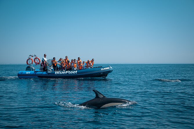 Dolphin Watching from Lagos with Marine Biologists - The return along the Algarve coast