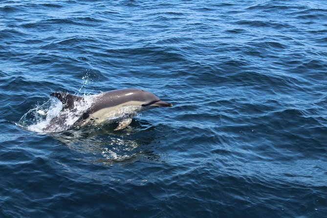 Dolphin Watching from Lagos with Marine Biologists - Marine commentary that adds more than a photo stop
