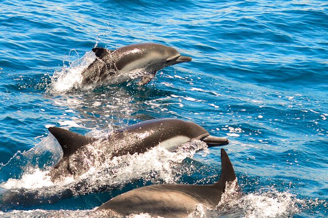 Dolphin-Watching in Marina de Lagos - Key points at a glance