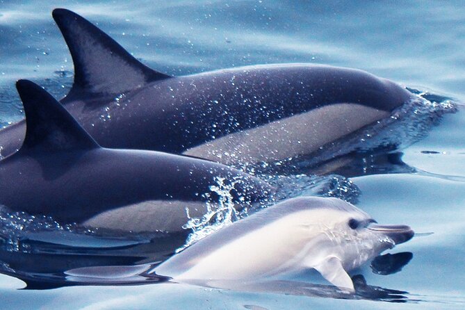 Dolphin-Watching in Marina de Lagos - Leaving Lagos Marina for the open Atlantic