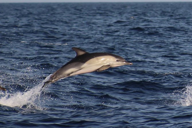 Dolphin-Watching in Marina de Lagos - Watching pods behave on their own terms