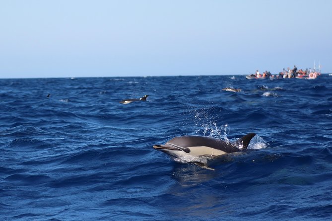 Dolphin-Watching in Marina de Lagos - More than dolphins in the Atlantic