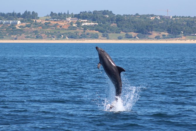 Dolphin-Watching in Marina de Lagos - What the 90-minute format means for you