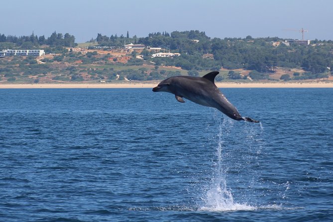 Dolphin-Watching in Marina de Lagos - The ride can be thrilling, or too rough