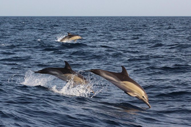 Dolphin-Watching in Marina de Lagos - Boarding, seating, and family considerations