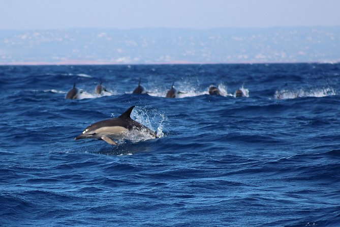 Dolphin-Watching in Marina de Lagos - Weather, cancellations, and planning ahead