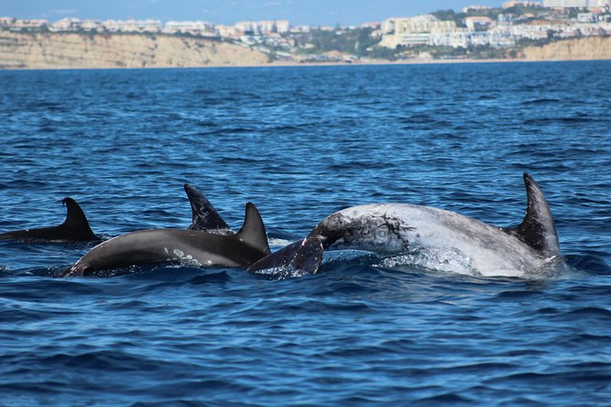 Dolphin-Watching in Marina de Lagos - Searching for dolphins along the Algarve coast