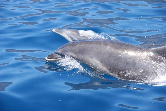 Dolphin - Whale - Turtle - Bird Watching - Funchal Bay and the view of Câmara de Lobos
