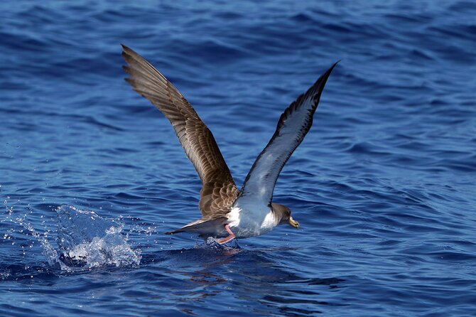 Dolphin - Whale - Turtle - Bird Watching - Guides, commentary, and the wildlife ethic