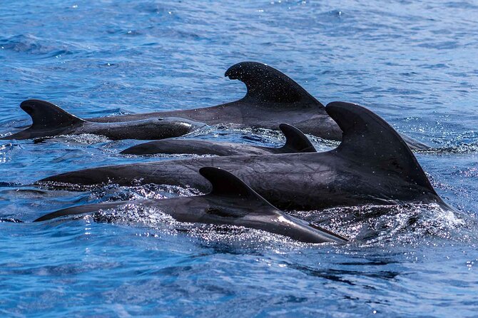 Dolphin - Whale - Turtle - Bird Watching - Price and what you receive for about $60