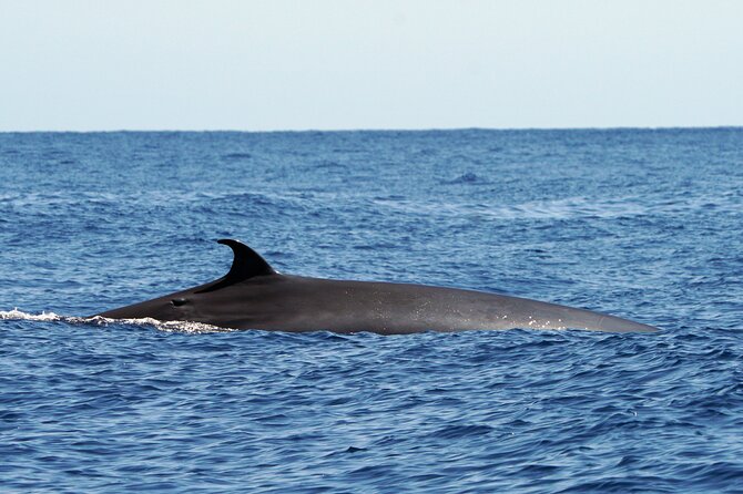 Dolphin - Whale - Turtle - Bird Watching - The wildlife guarantee needs a close look