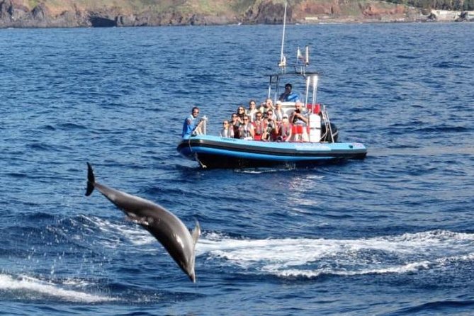 Dolphin - Whale - Turtle - Bird Watching - Who should book this sea safari?