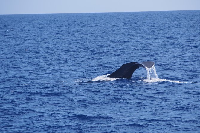 Dolphin - Whale - Turtle - Bird Watching - Finding whales and dolphins from Funchal Marina