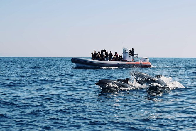 Dolphins Search and Benagil Caves from Albufeira - Key points to know before you book