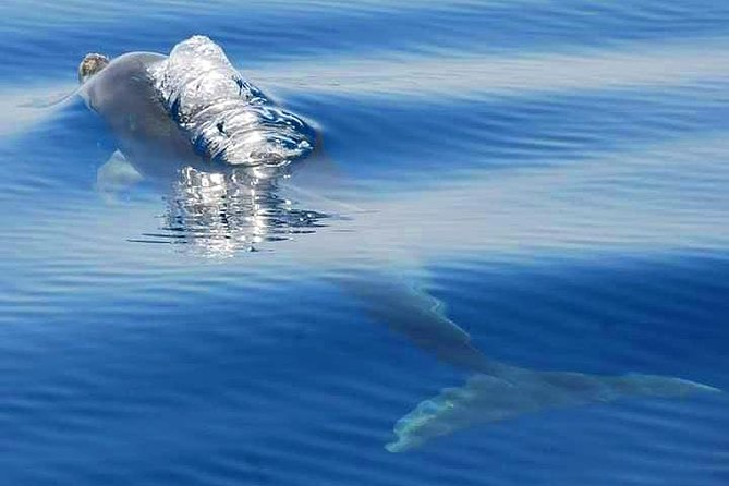 Dolphins Search and Benagil Caves from Albufeira - Starting at Albufeira Marina
