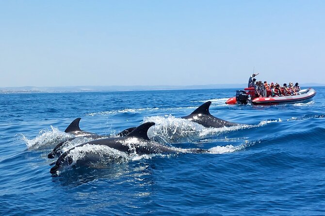 Dolphins Search and Benagil Caves from Albufeira - The semi-rigid boat and the ride out