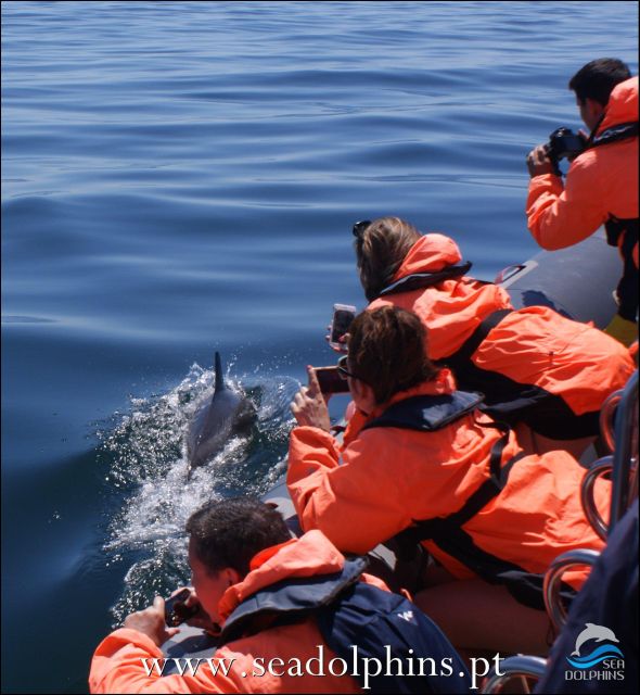Dolphins Watching - Portimão - Why this short dolphin trip works