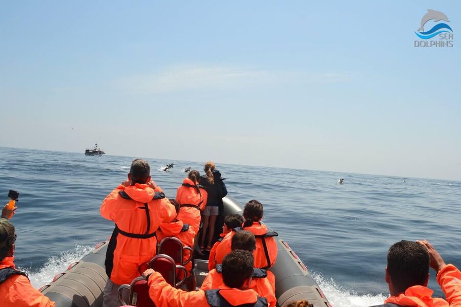 Dolphins Watching - Portimão - Is $41 good value?