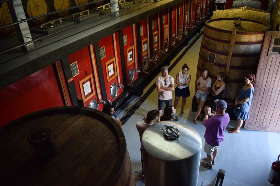 Douro Valley: Premium Port Tasting Winery Tour & River Views - A walk through vines and olive trees