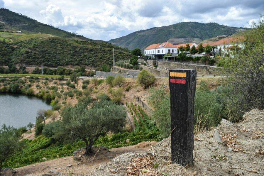 Douro Valley: Quinta do Tedo Wine Experience with Picnic - Lunch beneath the olive tree