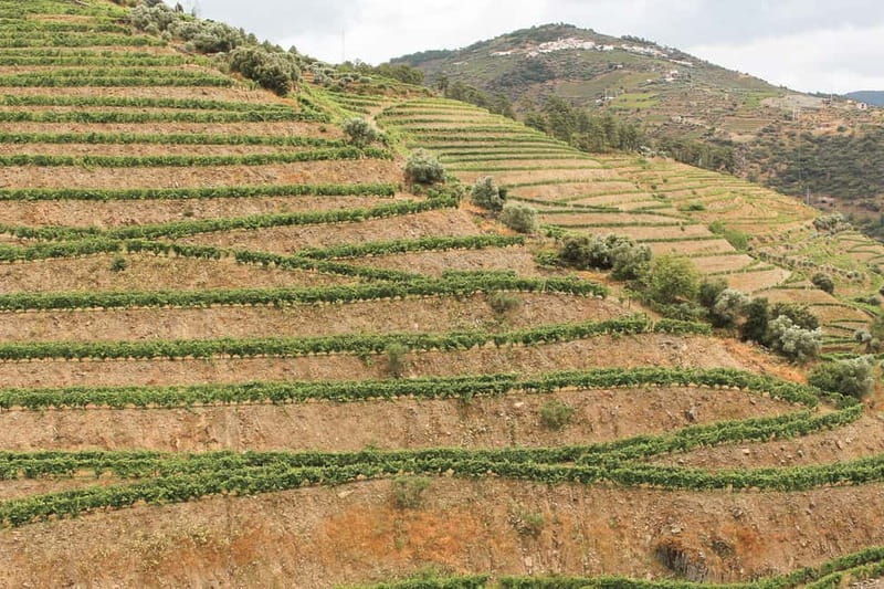 Douro Valley: Real Small-Group, Wine Tasting, Lunch & Boat - Small group or private day?
