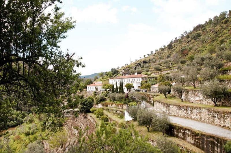 Douro Valley: Real Small-Group, Wine Tasting, Lunch & Boat - The smaller producer: table wine, olive oil, and honey