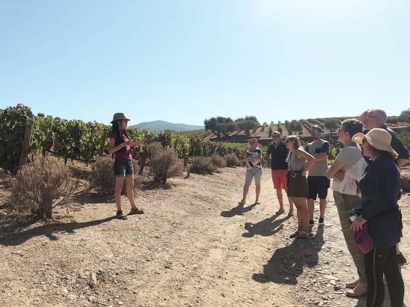Douro Valley: Real Small-Group, Wine Tasting, Lunch & Boat - What $164 really gets you