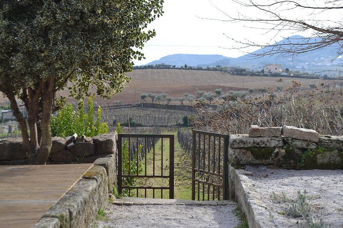 Douro Valley Tour: 2 Vineyard Visits, River Cruise, Winery Lunch - National Road 222 and the approach to Pinhão