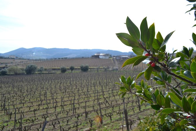 Douro Valley Tour: 2 Vineyard Visits, River Cruise, Winery Lunch - Pinhão by boat, with the terraces at water level