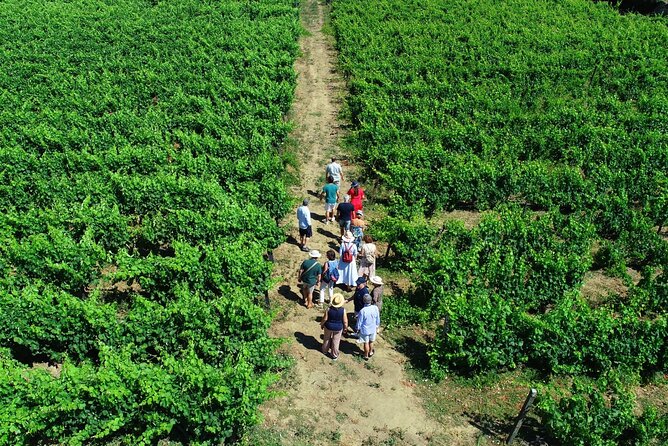 Douro Valley Tour - 3 Wine tastings, Lunch & river Cruise - Régua starts the day with river views