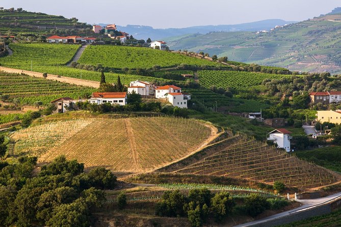 Douro Valley Tour: Wine Tasting, Cruise and Lunch from Porto - Who should book this tour