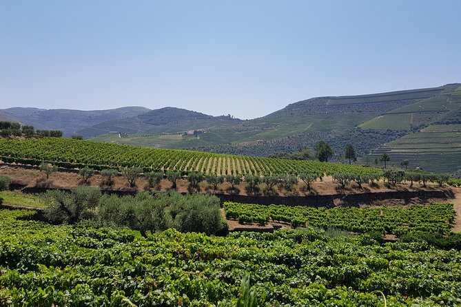 Douro Valley Wine Tour: 3 Vineyard Visits, Wine Tastings, Lunch - The N222 drive through the Douro