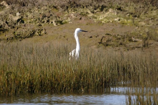 Eco Boat Tour in the Ria Formosa Lagoon from Faro - Why the silent boat changes the experience